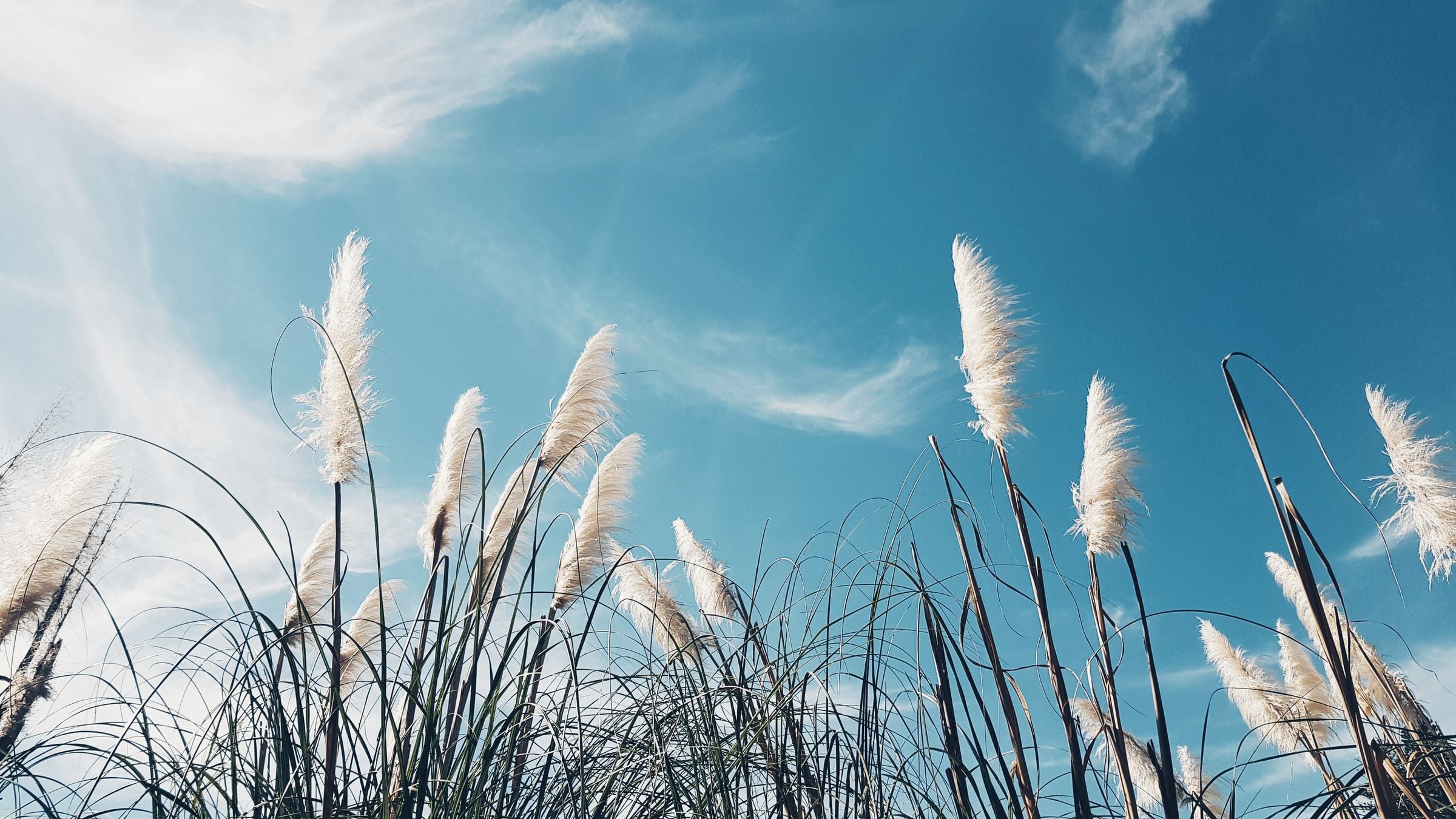 Air quality main -sky with plants