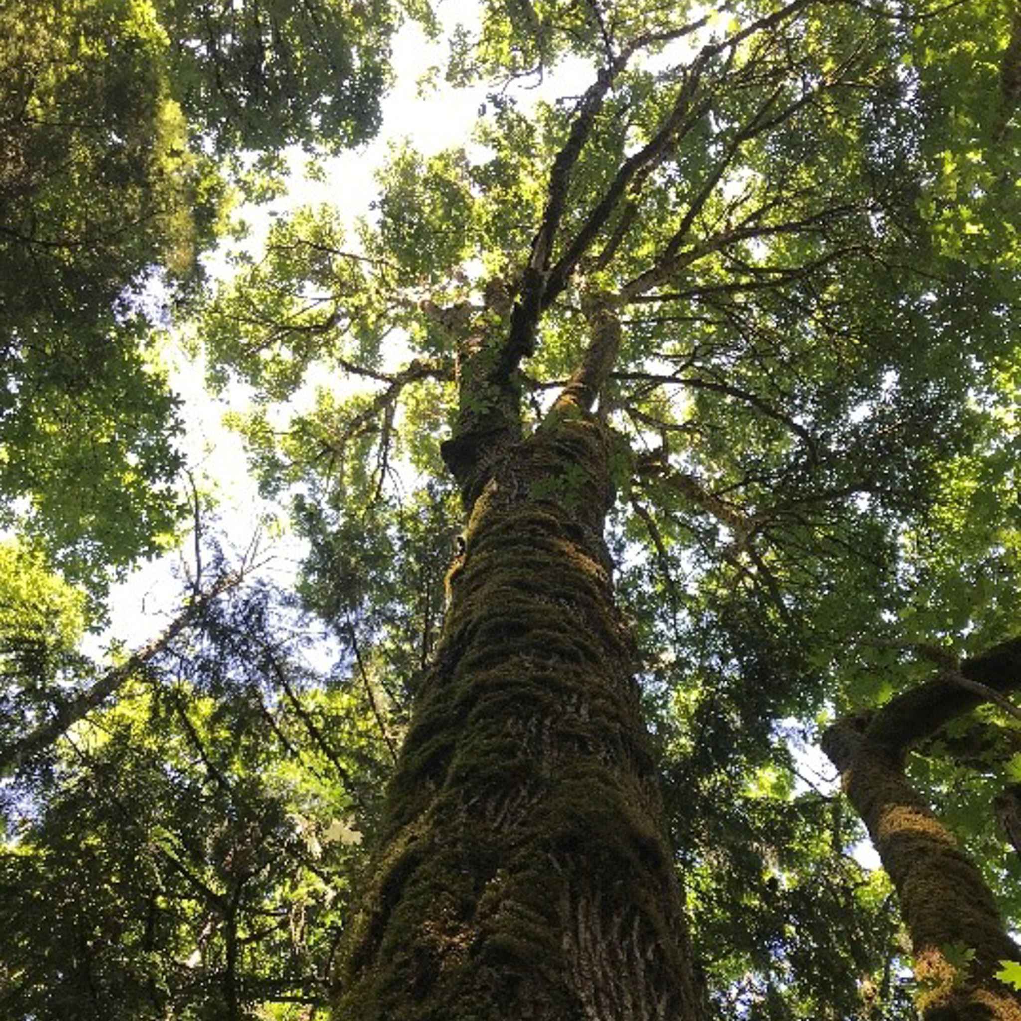 wessex tree