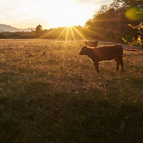 Cowichan-EmrysMiller-001-290px