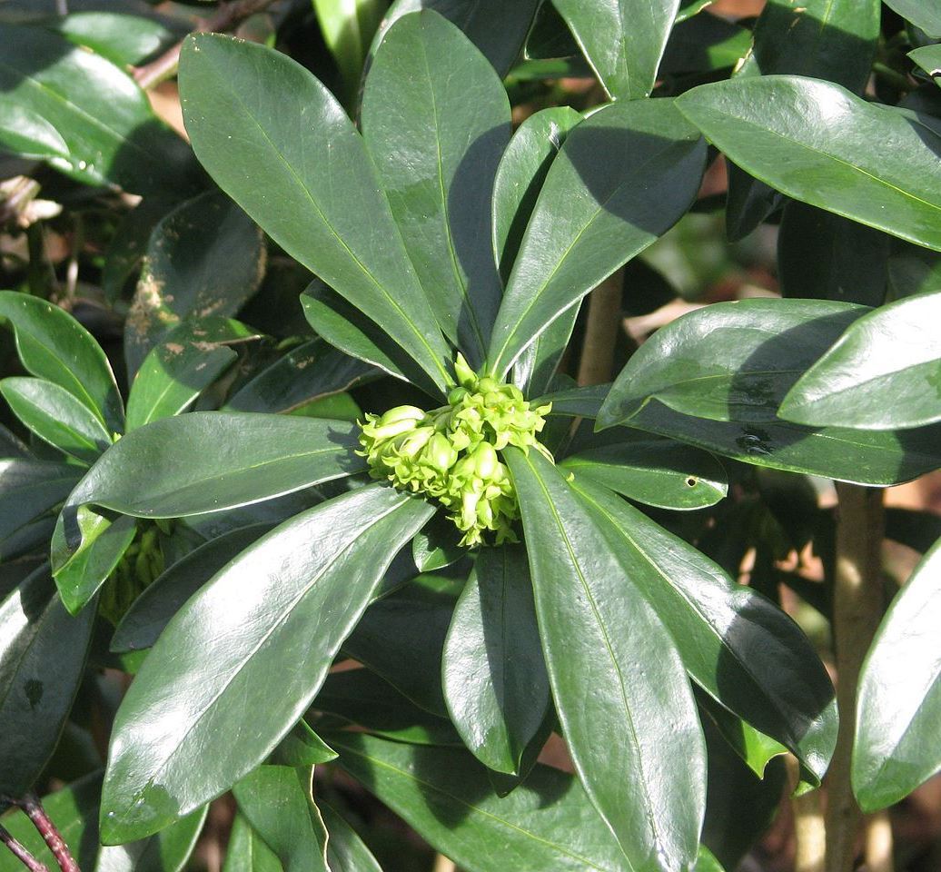 Daphne_laureola_(16186895757)