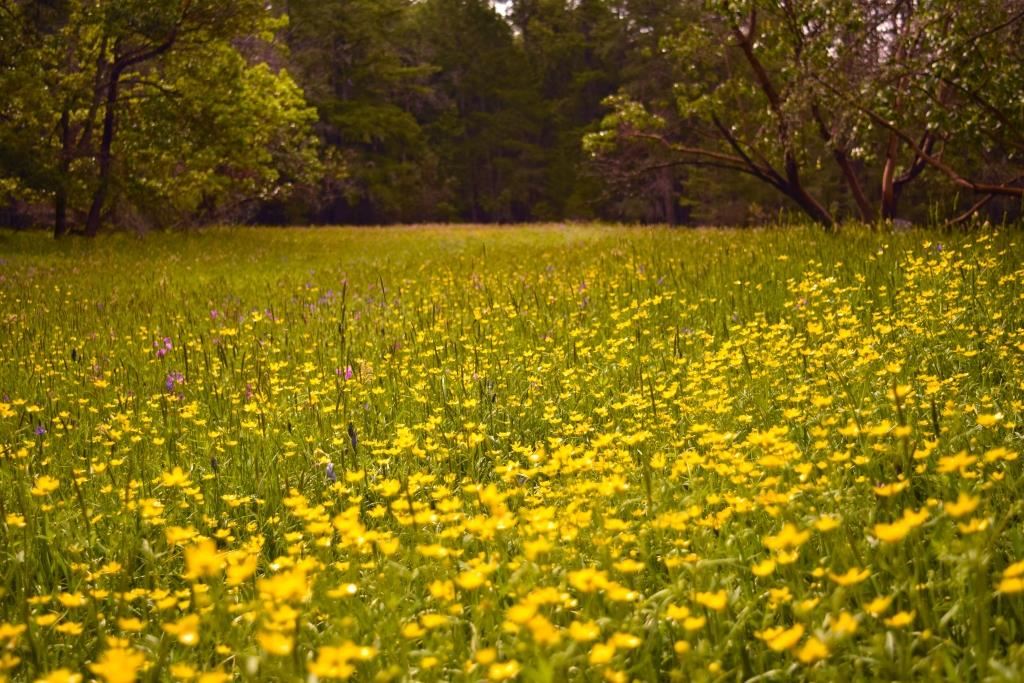 Yellowpoint park 