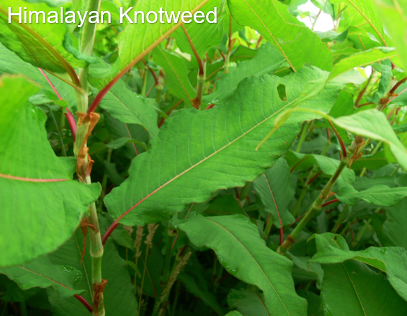 himalayan knotweed w text