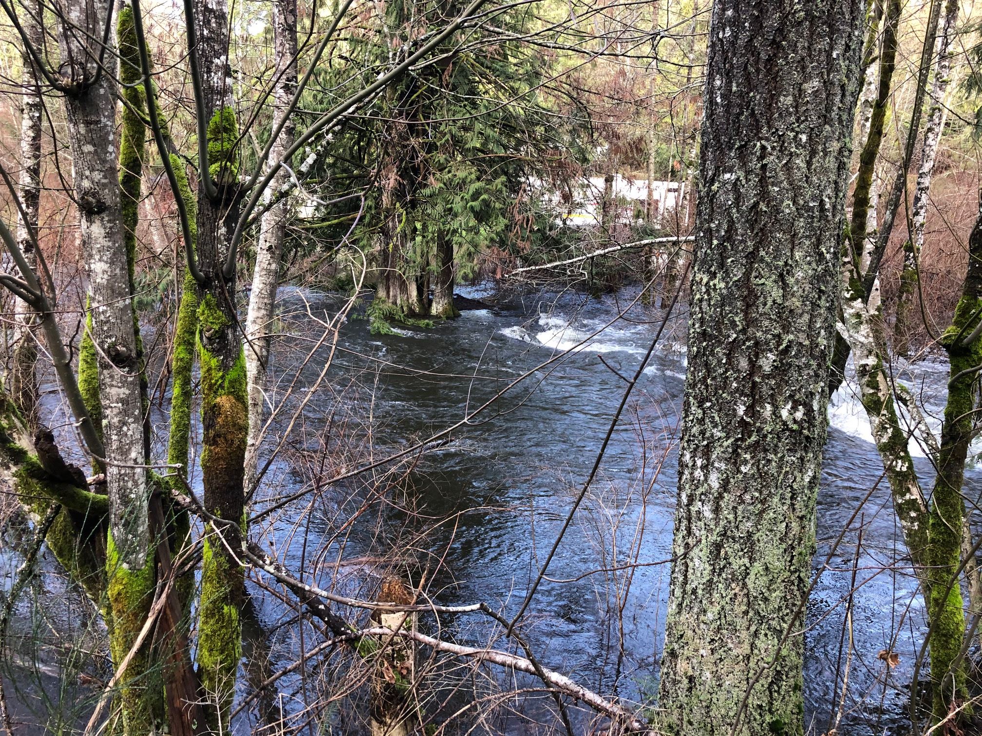 Shawnigan Creek at S Lake Rd W View