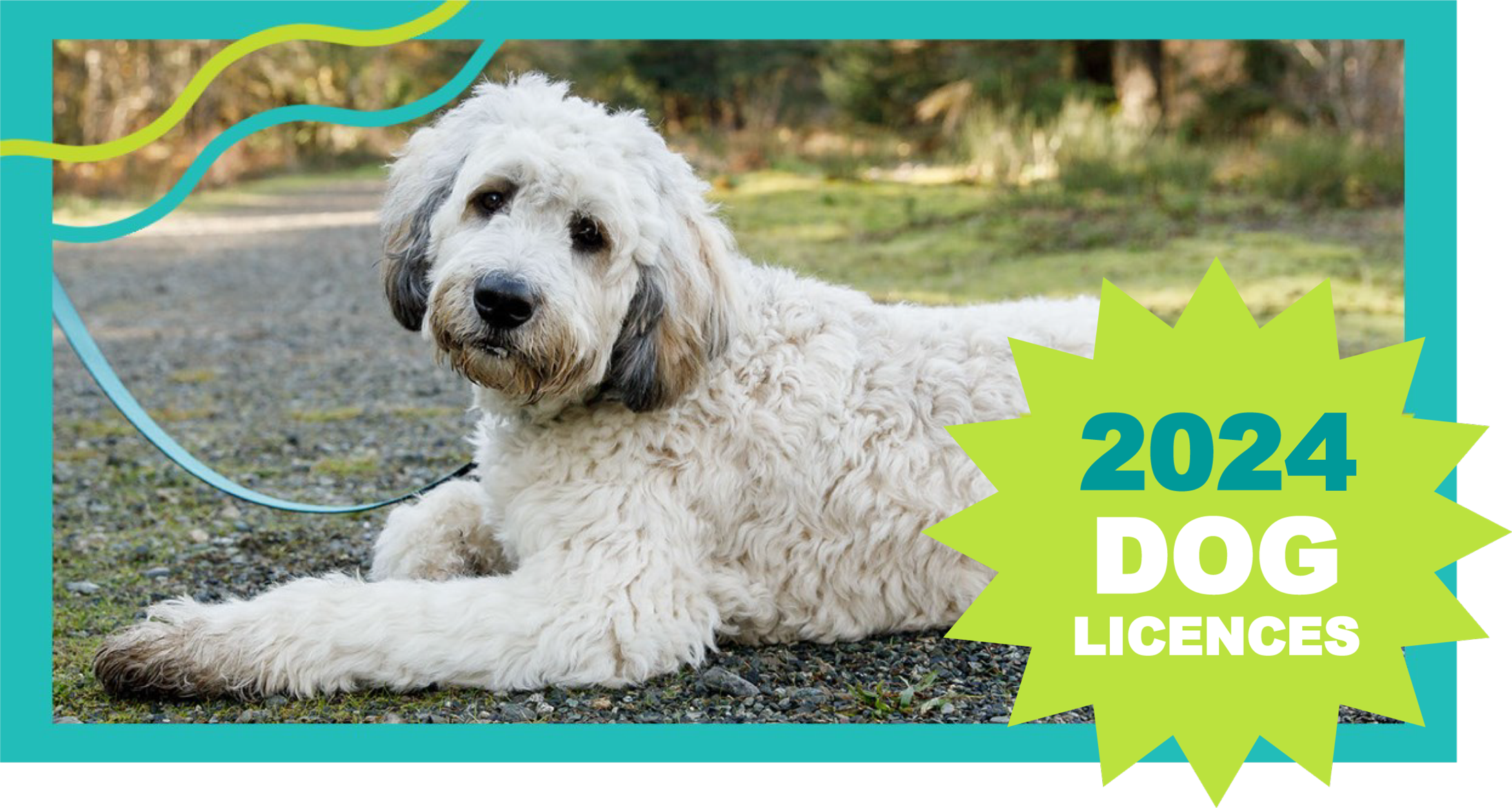 2024-Dog-Licence-Doodle dog on ground with leash