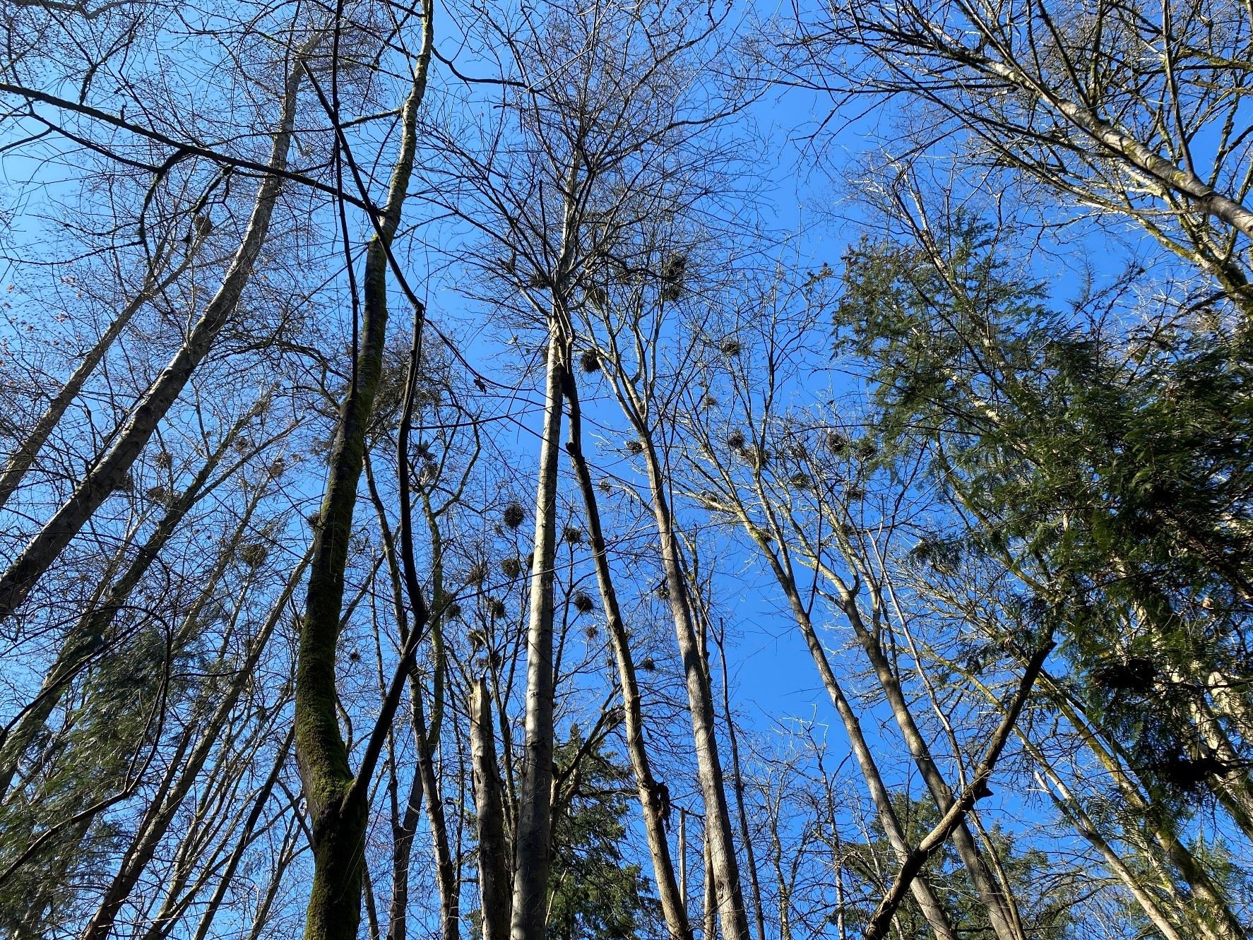 heron nests - Copy