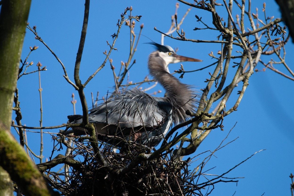 heron! - Copy