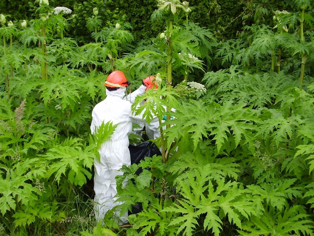 Giant hogweed - FrValleyRegDist